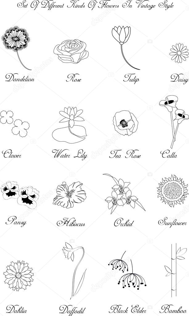 different kinds of flowers