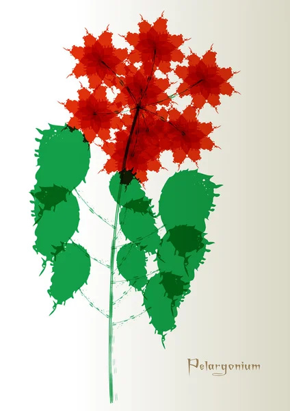 Farbe Aquarell Pelargonien — Stockvektor