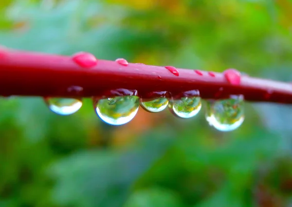 微距摄影的雨落在分支 — 图库照片