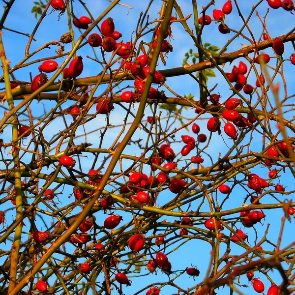 Cankerberry rouge en automne nature — Photo