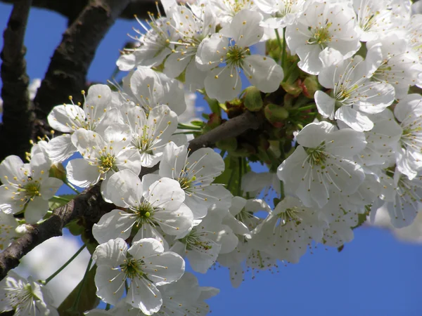 Cseresznyefa virágzik — Stock Fotó