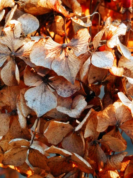 Dry hortenzia flowers — Stock Photo, Image