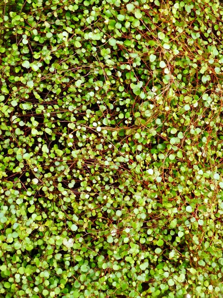 Planta de hojas pequeñas —  Fotos de Stock