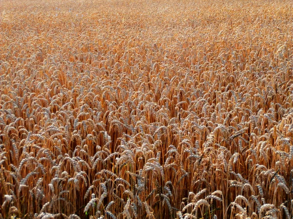 Dettaglio fotografia del campo di grano — Foto Stock