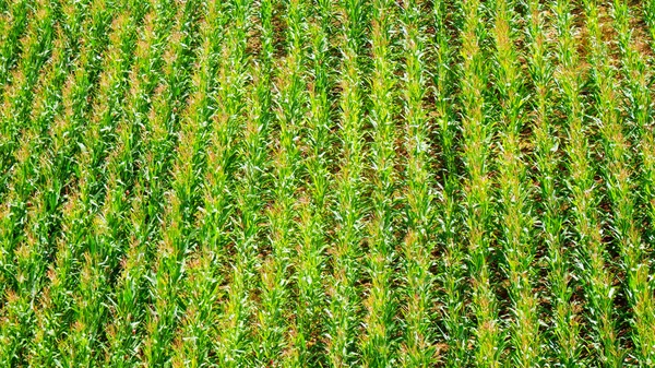 Campo di primavera verde — Foto Stock