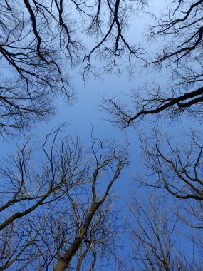 ağaçlar ve gökyüzü arkaplanı