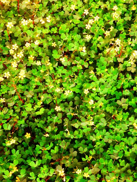 Folhas verdes pequenas — Fotografia de Stock