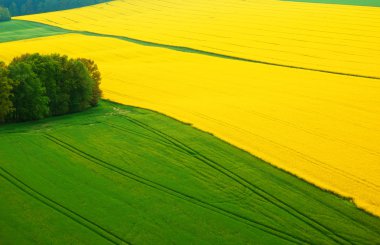 tecavüz petrol alanları panorama