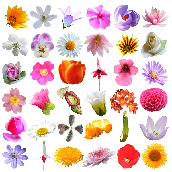 Various flowers collection — Stock Photo, Image