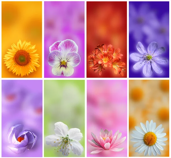 Colorful banners with flowers set — Stock Photo, Image