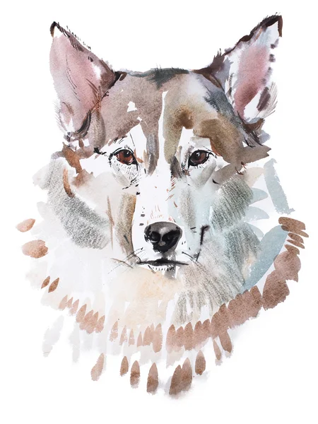 Dessin aquarelle visage de loup — Photo