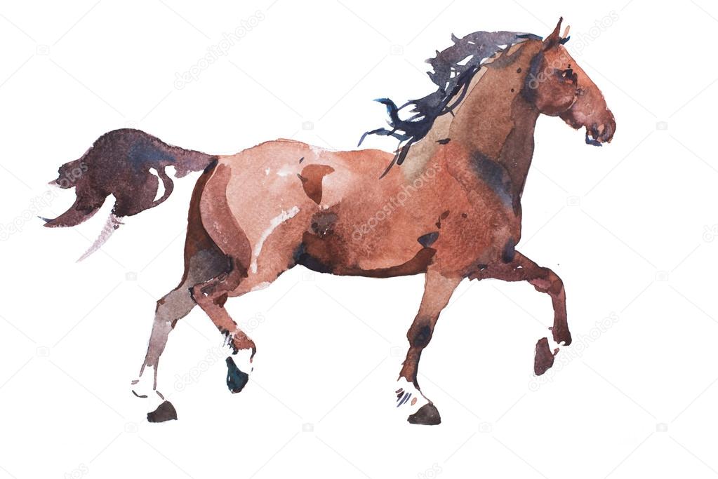 Watercolor drawing of jogging horse Illustration by