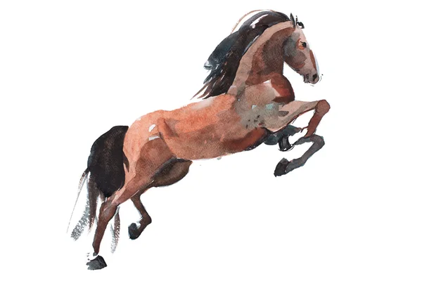 Aquarel schilderij van het fokken van het paard — Stockfoto