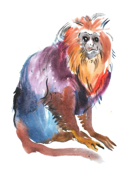 Tête de lion d'or tamarin — Photo