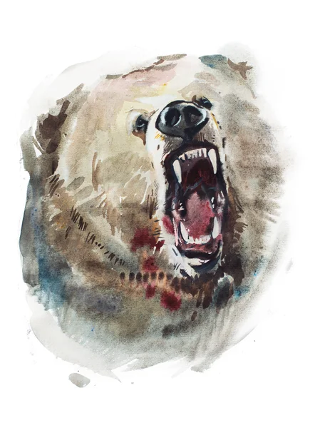 Watercolor drawing of angry looking bear — Stock Photo, Image