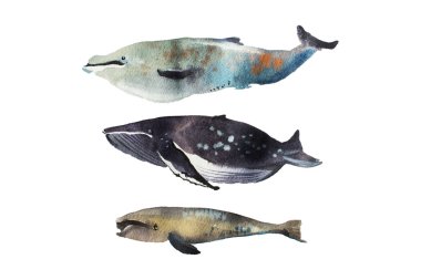 Watercolor whales Hand drawn  clipart