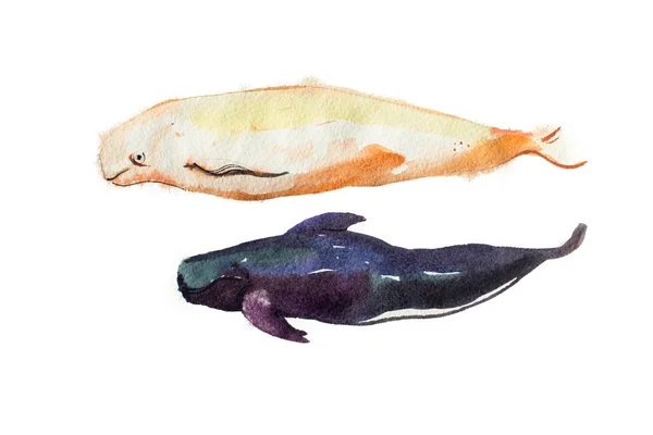 Watercolor whales Hand drawn — Stock Photo, Image