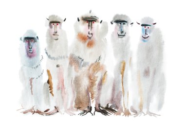 Watercolor portrait of monkeys.  clipart