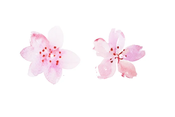 Watercolor painting of flowers — Stock Photo, Image