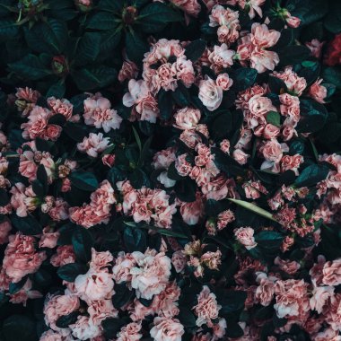 Koyu yeşil yapraklar ve çiçekler. Doğa arkaplanı