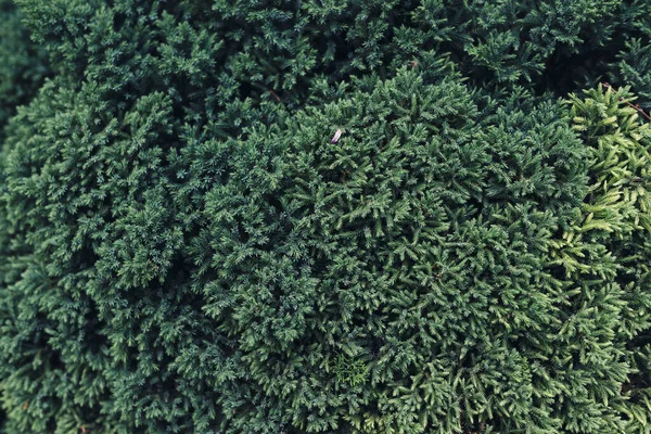 緑の葉自然林ジャングルの葉. — ストック写真