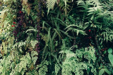 Yeşil yapraklar arka plan. Doğal tropikal arka plan doğa orman yaprakları.