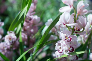 Yaz yeşili yapraklar ve çiçekler. Doğa geçmişi. İlkbahar.
