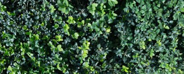 Küçük yeşil yaprakların açık arkaplanı