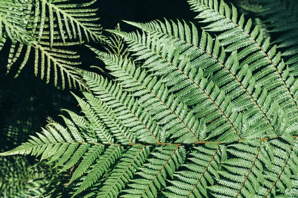 Gröna blad bakgrund. Naturlig tropisk bakgrund natur skog djungel lövverk. — Stockfoto