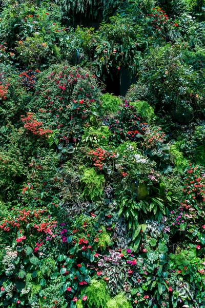Yeşil yapraklar. Doğa geçmişi. Tropik yeşillik doğası.. — Stok fotoğraf