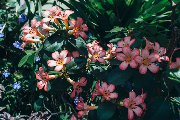 Pequenas flores cor-de-rosa no arbusto florido. Planta, fundo natural de verão — Fotografia de Stock
