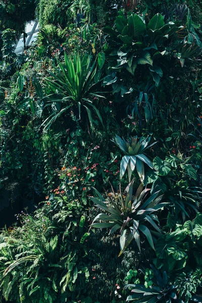 Зелений лишає фон. Природний тропічний фон Листя лісу — стокове фото