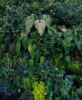 Yeşil yapraklar. Doğa geçmişi. Tropik yeşillik doğası..