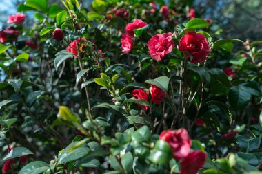 Kırmızı çiçekli çalılık Doğal çiçek arkaplanı