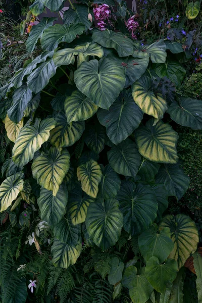 Latar belakang mekar musim panas. Adegan alam dengan bunga mekar, bunga musim semi, kebun yang indah. — Stok Foto