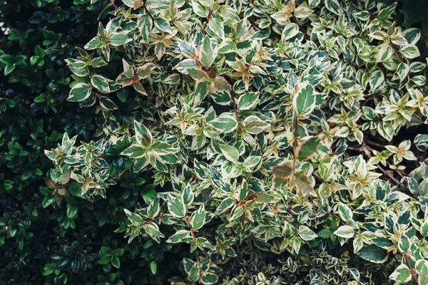 Bush avec de belles feuilles avec un motif fantaisie — Photo