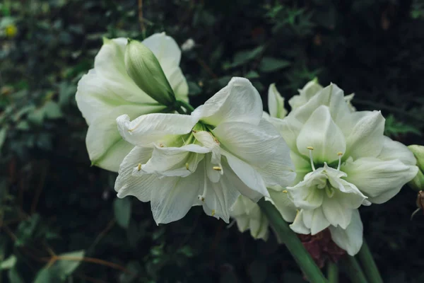 Vita blommor växer på en buske på nära håll. — Stockfoto