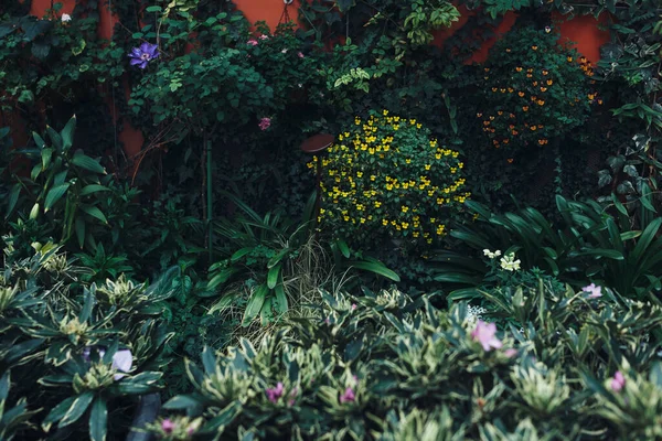 Jardim de flores puro e bem cuidado, ervas. Contexto. — Fotografia de Stock