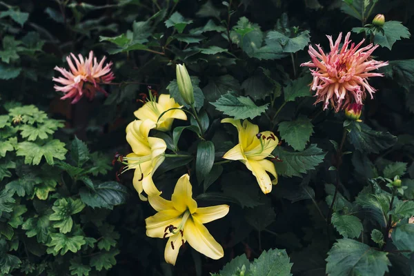 노란 꽃이야. 식물학적 배경. 천연적 인 배경 — 스톡 사진