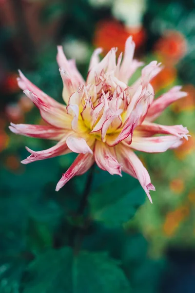 花。植物，绿叶。夏季自然背景. — 图库照片