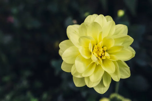 夏の花。花が咲く自然風景 — ストック写真