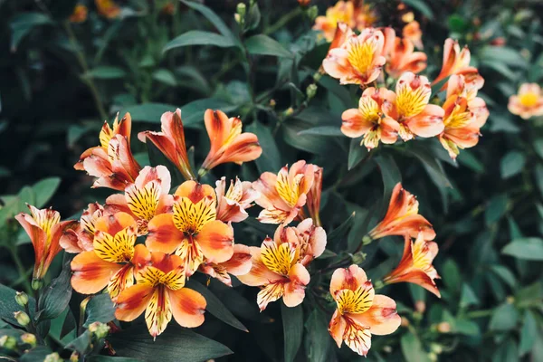 Flores cor de laranja. Fundo floral natural. — Fotografia de Stock