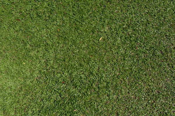 Zelená tráva příroda pozadí textury — Stock fotografie