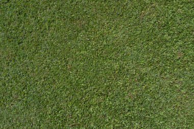 Yeşil çimen doğa arka plan dokusu