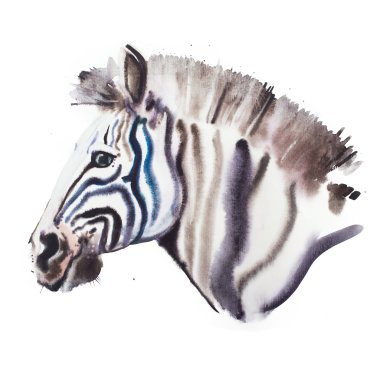 Elle çizilmiş suluboya zebra