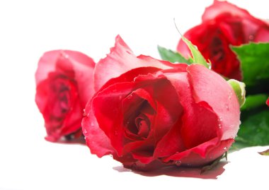 kırmızı gül. yakın çekim