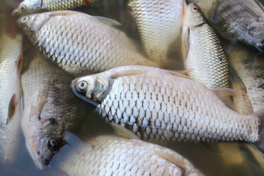 Balıklar öldü çünkü kanalizasyon.