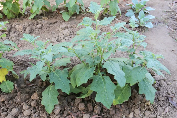 Aubergine träd i köksträdgården. — Stockfoto