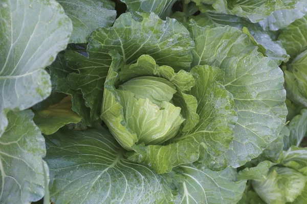 Fresh green cabbage. — Stock Photo, Image