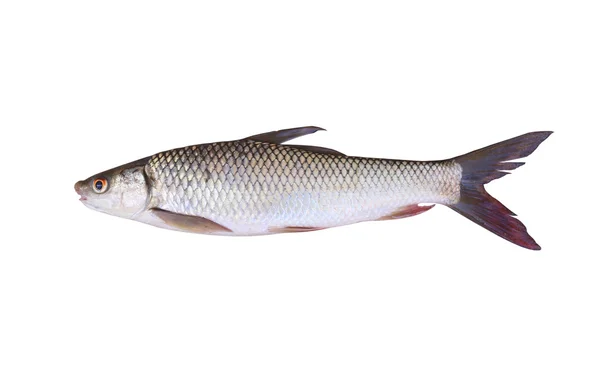 Sju-striped barb eller Julian's golden karp är i den sötvatten. — Stockfoto